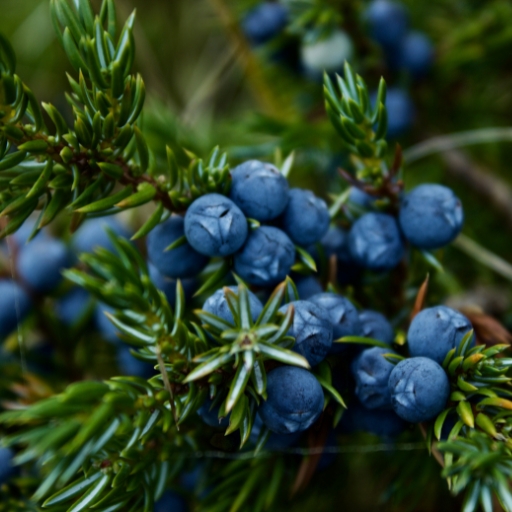 Juniper Berries