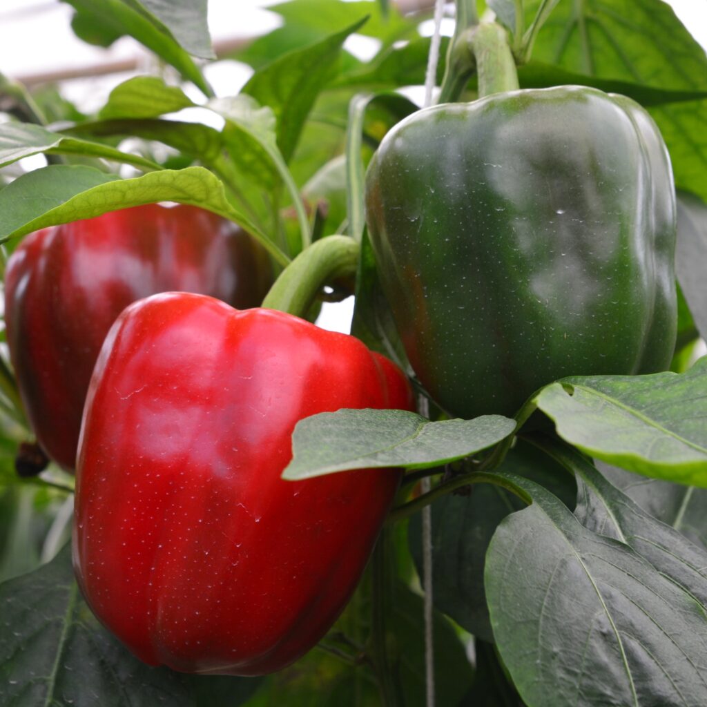 Ebony Pepper