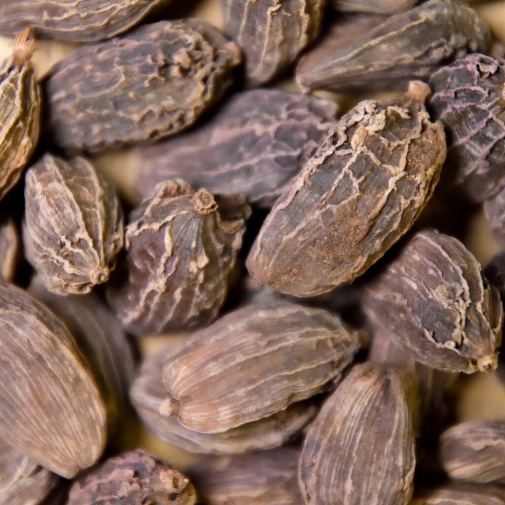 Ethiopian Korarima (False Cardamom)