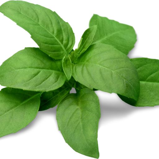 Basil
