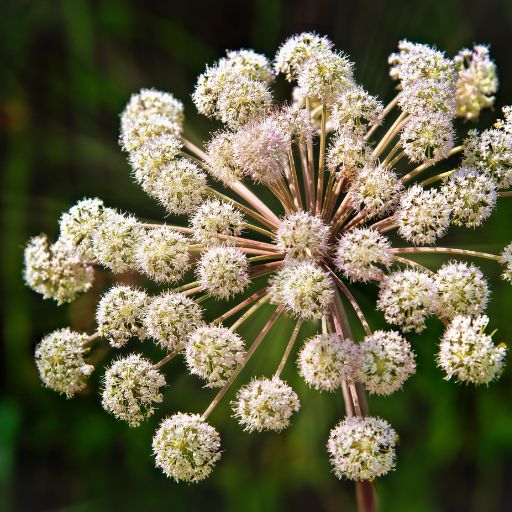 Angelica