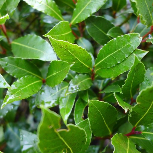 Bay Laurel (Fresh Bay Leaf)
