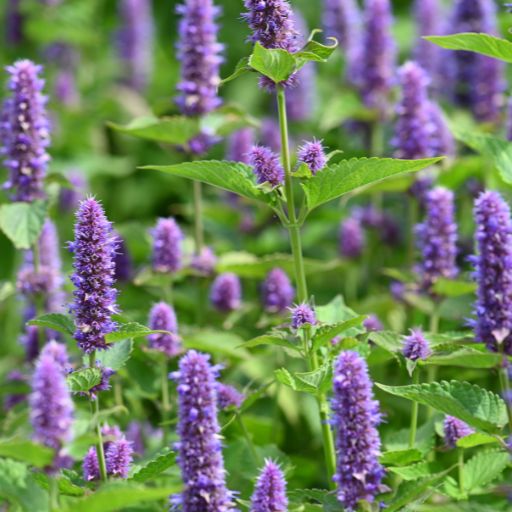 Anise Hyssop