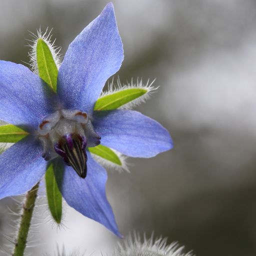 Borage
