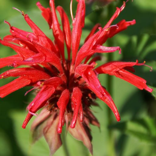 Bergamot (Herb Bergamot _ Bee Balm)