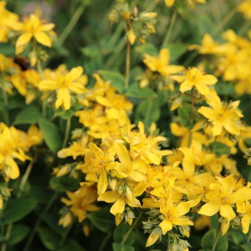 Agrimony