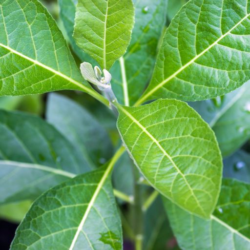 Bitterleaf
