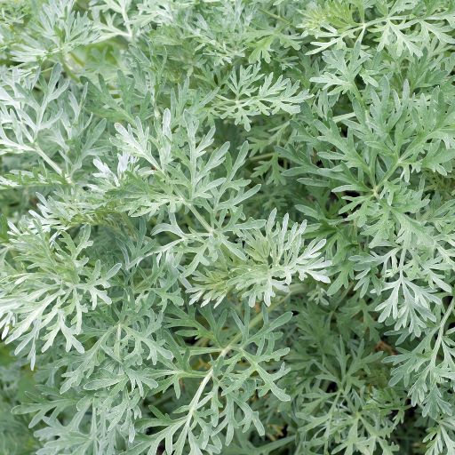Artemisia (Wormwood)