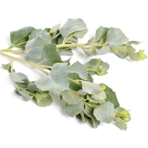 Atriplex (Saltbush)
