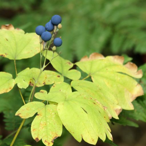 Blue Cohosh