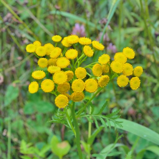 Alecost (Costmary)