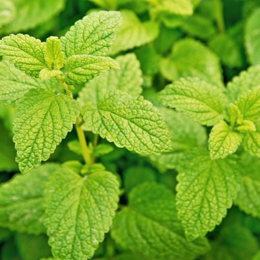 Balm (Lemon Balm)