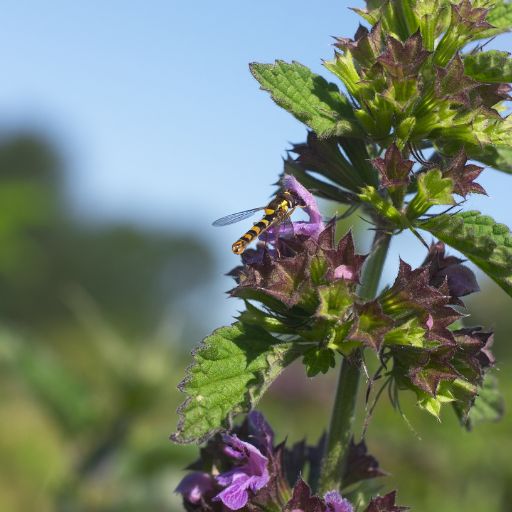 Black Horehound