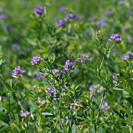 Alfalfa