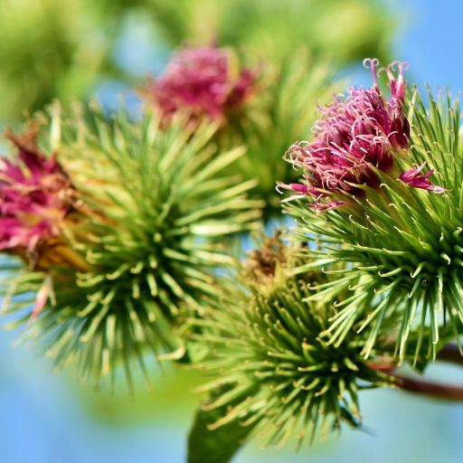 Burdock