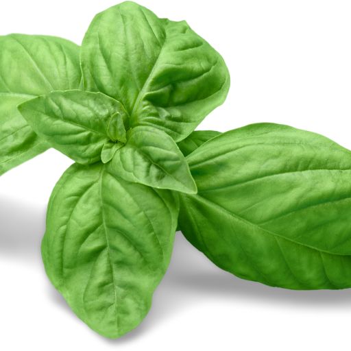 Basil