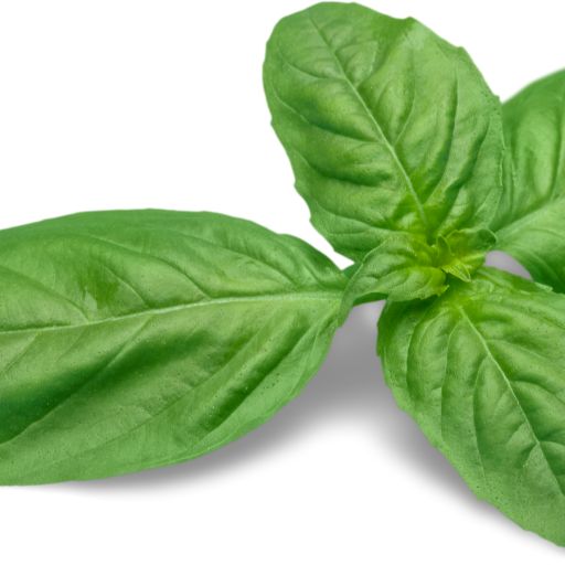 Basil