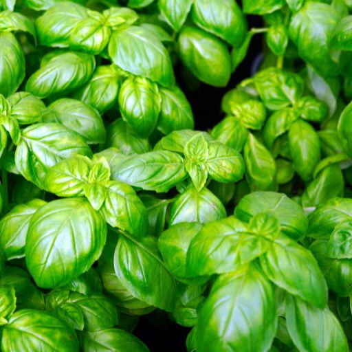 Basil
