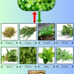 9 Best Basil Substitutes for Cooking and Flavor
