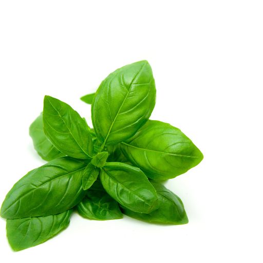 Basil
