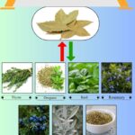 7 Best Bay Leaf Substitutes for Cooking