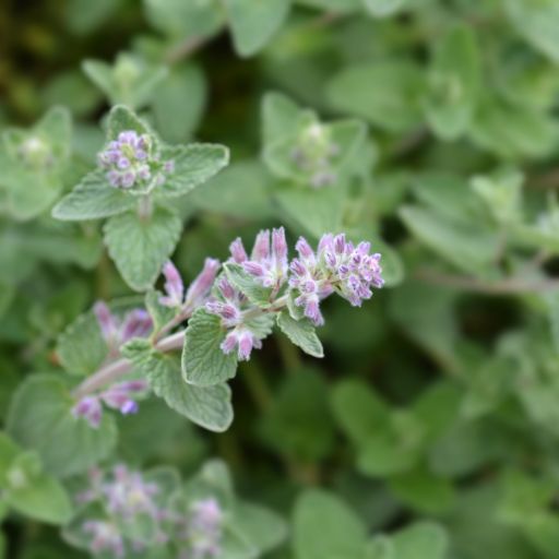Catnip