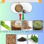 7 Best Celery Seed Substitutes for Cooking and Seasoning