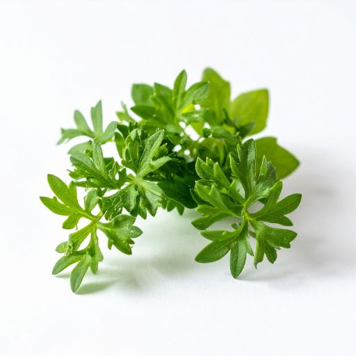 Chervil