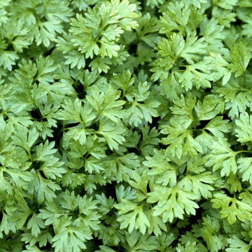 Chervil