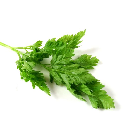 Chervil