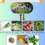 7 Best Substitutes for Chives in Cooking