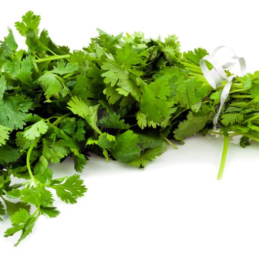 Cilantro