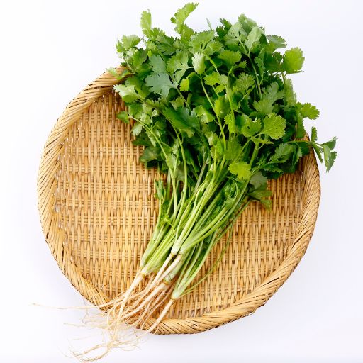 Cilantro