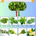 8 Best Cilantro Substitutes for Fresh Flavor in Cooking