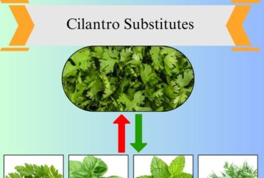 8 Best Cilantro Substitutes for Fresh Flavor in Cooking
