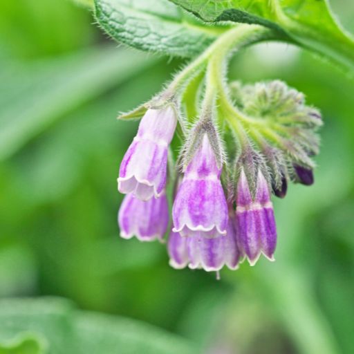 Comfrey
