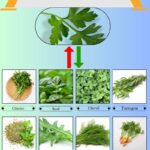 8 Best Parsley Substitutes for Freshness and Flavor
