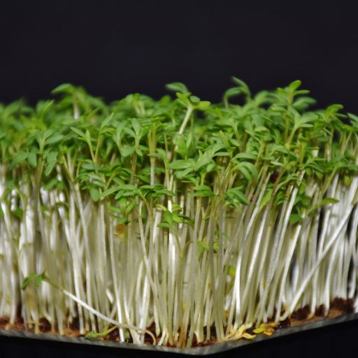 Cress (Garden Cress)