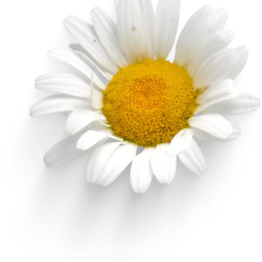 Daisy (Edible Varieties)
