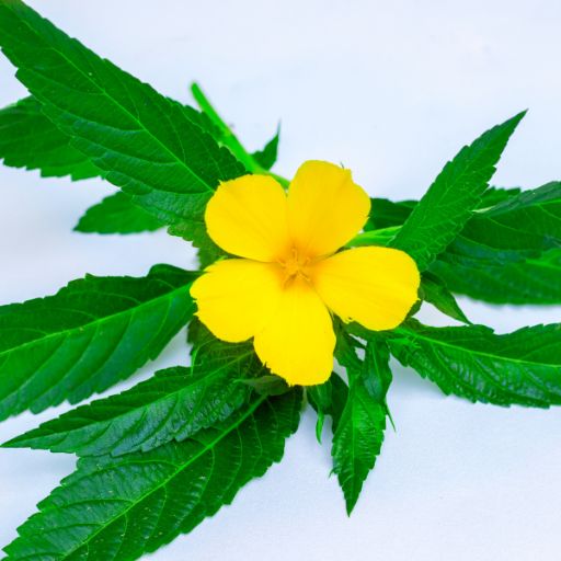 Damiana