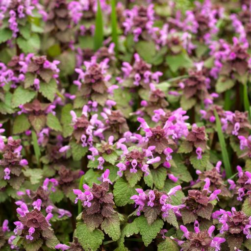 Dead Nettle (Lamium)