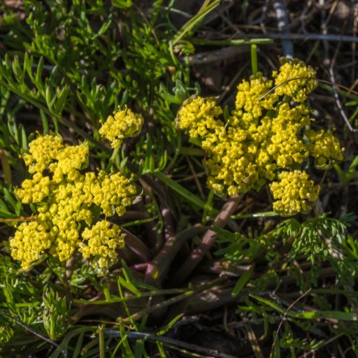 Desert Parsley (Lomatium)