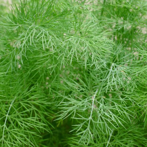 Dill