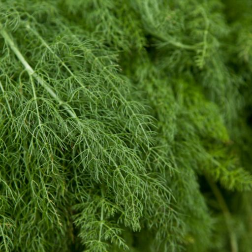 Dill