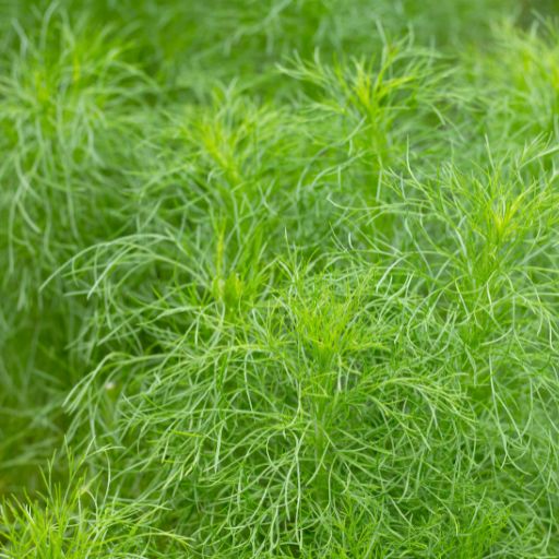 Dog Fennel