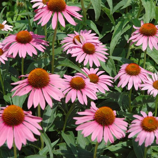 Echinacea