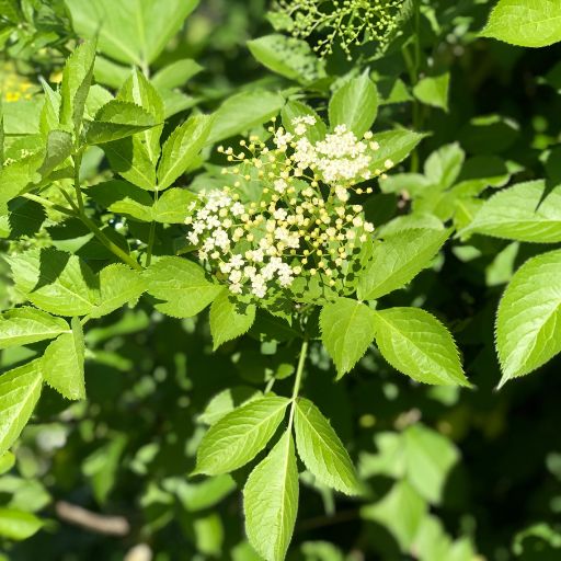 Elderberry (Leaves & Flowers as Herbs)