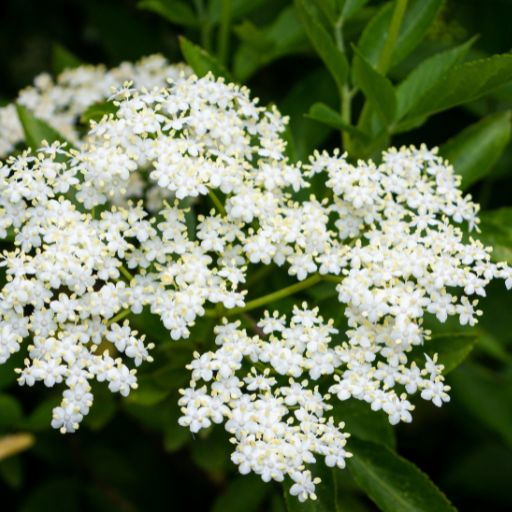 Elderflower