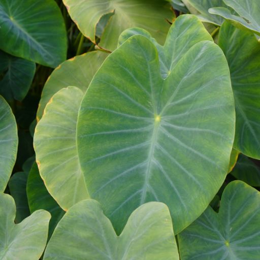 Elephant Ear (Taro Leaves, used as an herb_green)