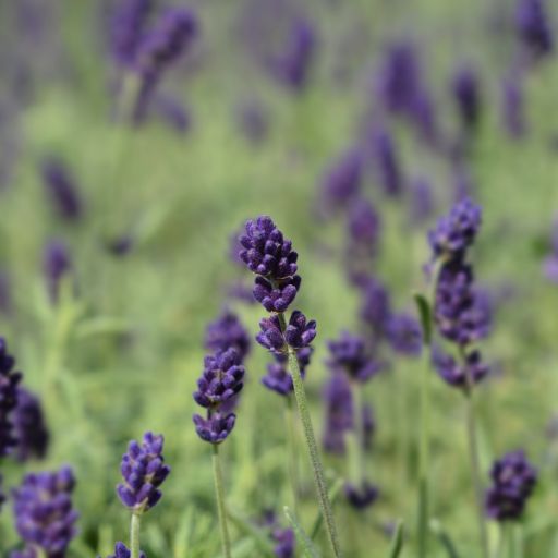 English Lavender